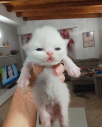 Gattini persiani