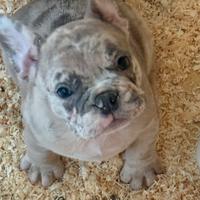Cuccioli bulldog francesi
