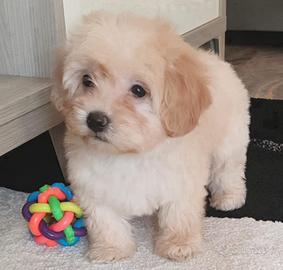 Cuccioli Maltipoo