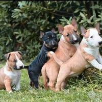 Bull terrier miniature