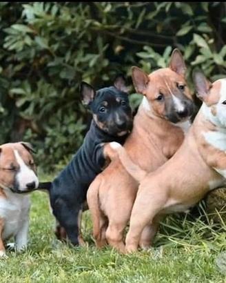 Bull terrier miniature