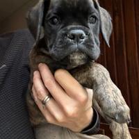 Cucciola boxer tigrata 2 mesi