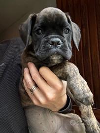 Cucciola boxer tigrata 2 mesi