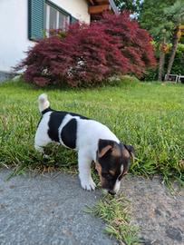 Jack Russell
