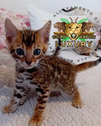 Cuccioli di gatto bengala