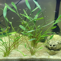 Avanotti guppy di 3 mesi