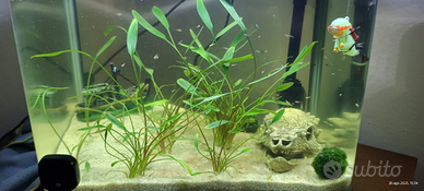 Avanotti guppy di 3 mesi