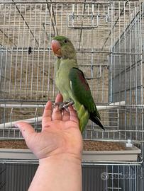 Pullo grande Alessandrino