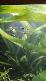 vallisneria lunghissima