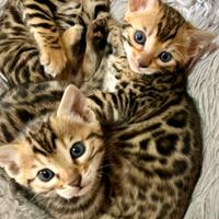 Gatto bengala Maschietto