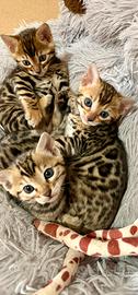 Gatto bengala Maschietto