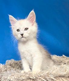 Maine coon maschi blue silver e shaded