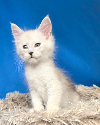 Maine coon maschi blue silver e shaded