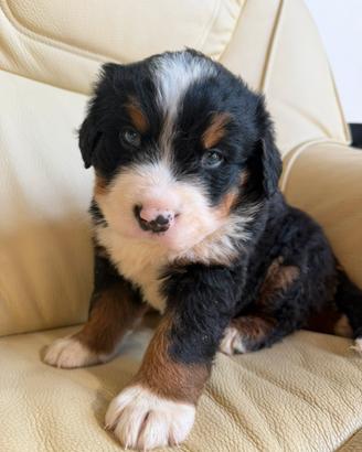 Cuccioli di bovaro del bernese
