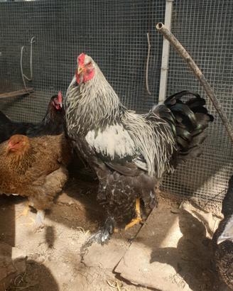 Brahma