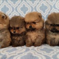 Spitz pomerania mini toy