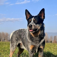 Cuccioli pastore australian cattle dog