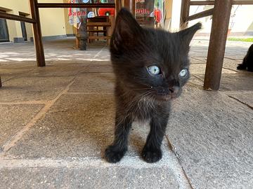 Gattini neri