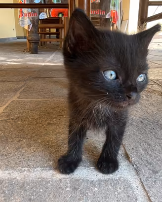 Gattini neri