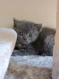 Cuccioli di british shorthair