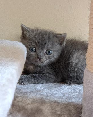 Cuccioli di british shorthair