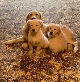 Cuccioli maschi di golden retriver
