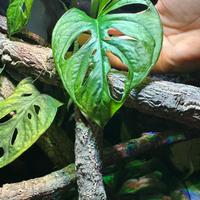 Talee di Monstera Adansonii 🌱