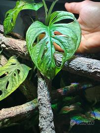 Talee di Monstera Adansonii 🌱