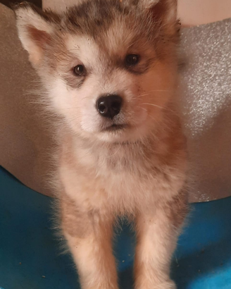Alaskan Malamute cuccioli
