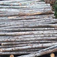Pali Castagno per Recinti, staccionate, piantagion