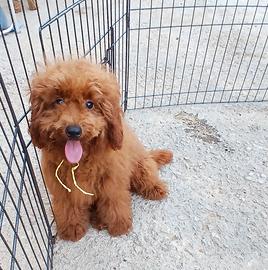 Cucciolo barboncino