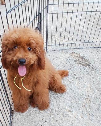 Cucciolo barboncino