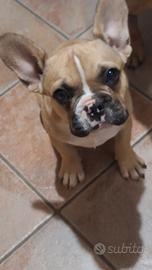 Cucciola bulldog francese
