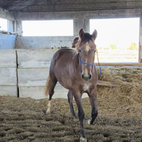 Stupenda puledra paint x arabo