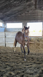 Stupenda puledra paint x arabo