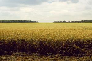 Terreno Agricolo a Fondi