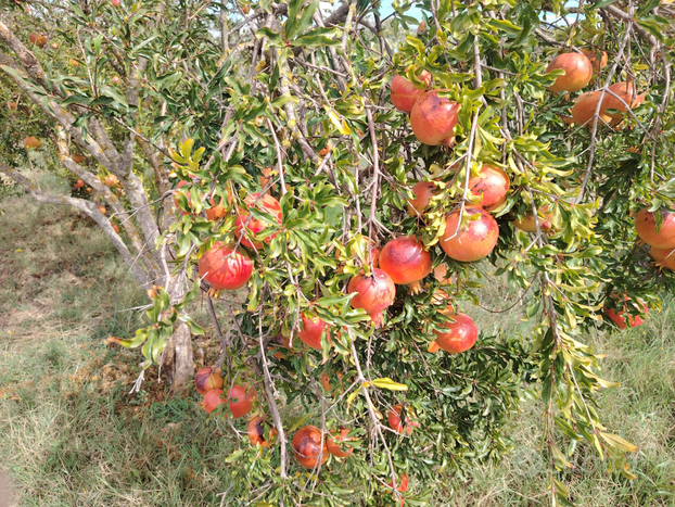 Terreno agricolo (frutteto)