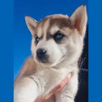 Cucciolo femmina di Siberian Husky