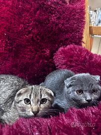 Scottish fold e british shortair