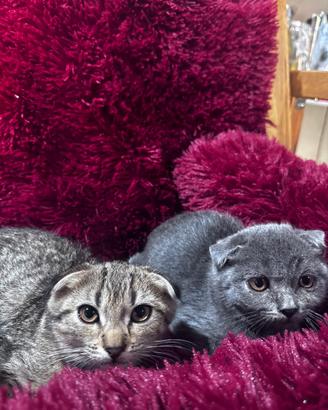 Scottish fold e british shortair
