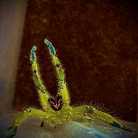 Migale tarantola ragno