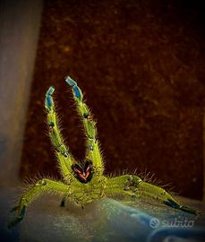 Migale tarantola ragno