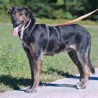 Bho in attesa di adozione