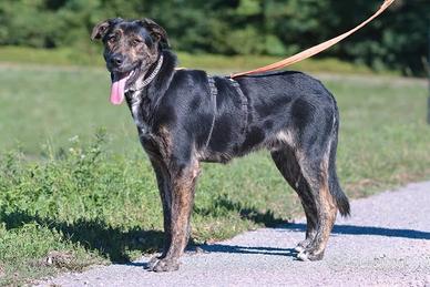 Bho in attesa di adozione