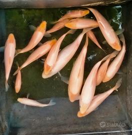 Carpe Koi laghetto