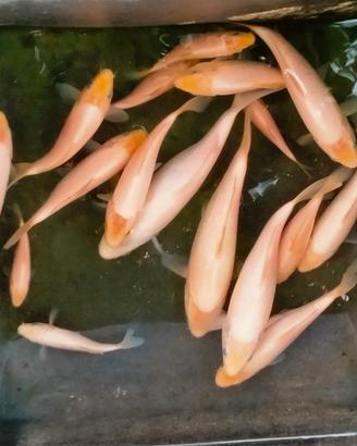 Carpe Koi laghetto