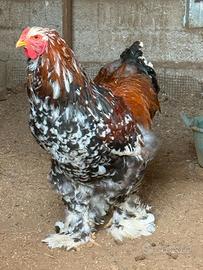 Coppia o tris brahma millefiori