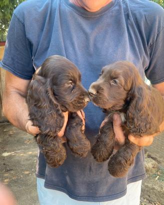 COCKER SPANIEL cuccioli
