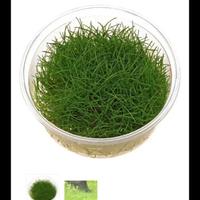 pratino per acquario 