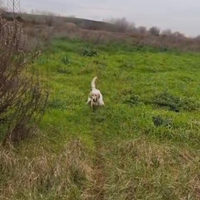 Setter cucciolone femmine con pedigree